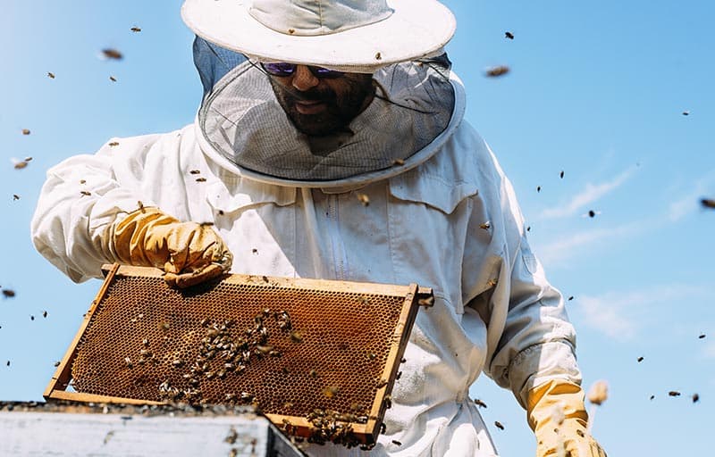 Beekeeper working with a honeycomb